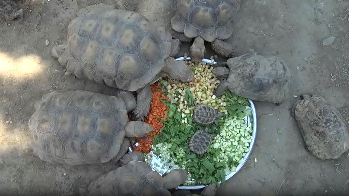 Hayvanat bahçesindeki kaplumbağalara serpme kahvaltı