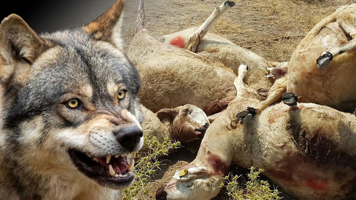 Kurt sürüye saldırdı! 25 koyun telef oldu