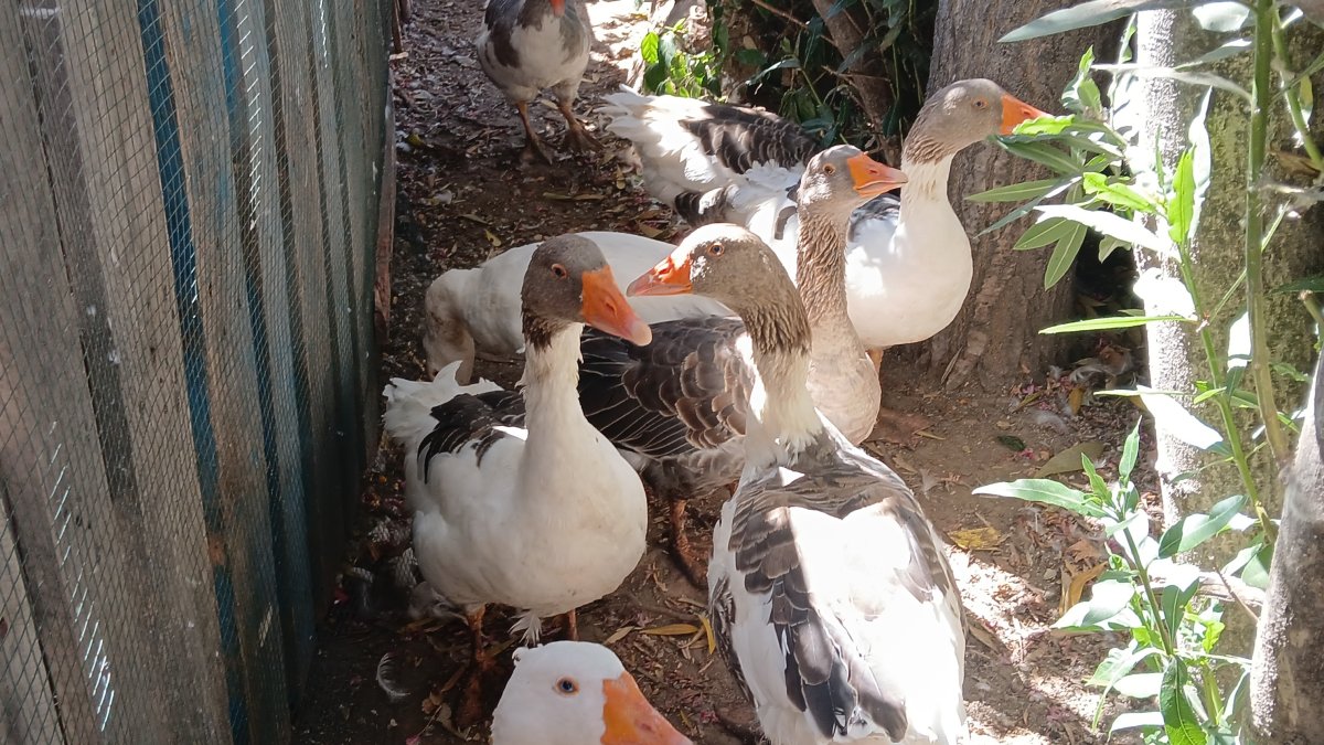 Denize giren kazları şikayet ettiler