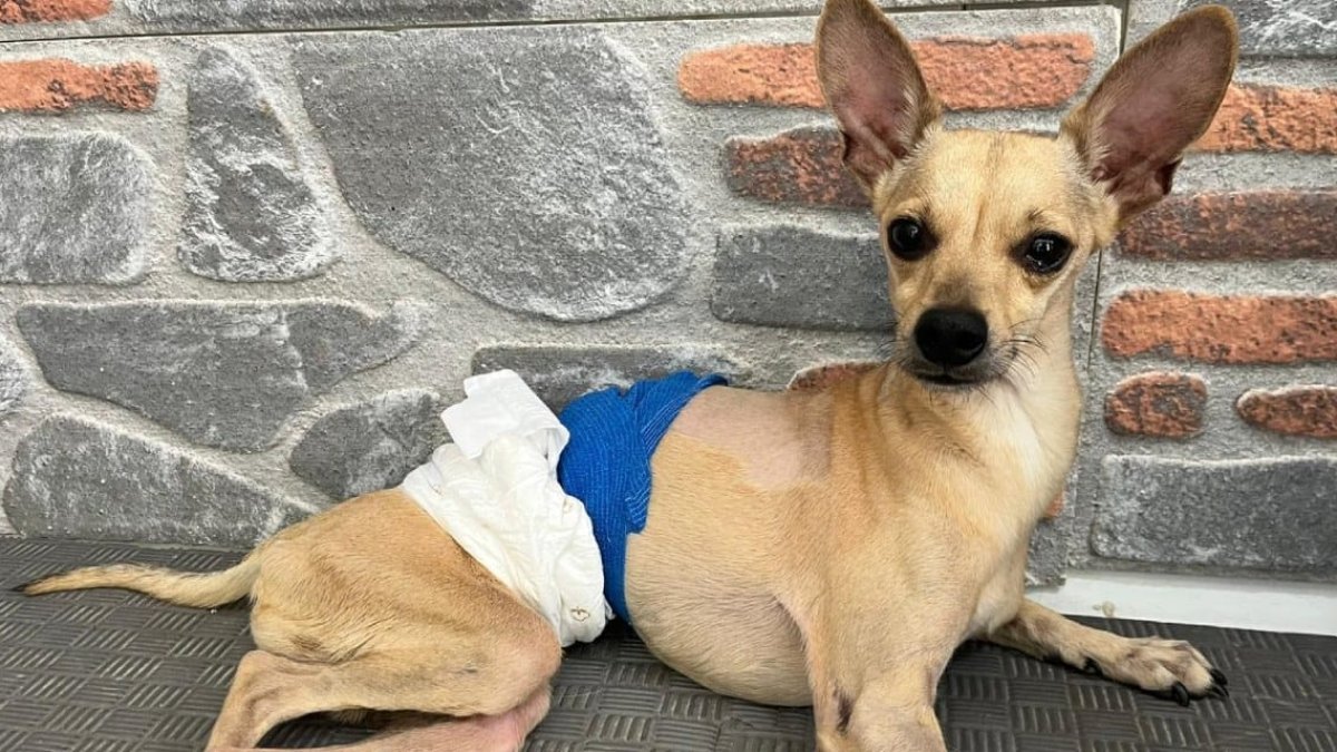 Nişanlı çift ayrıldı Lucky ortada kaldı