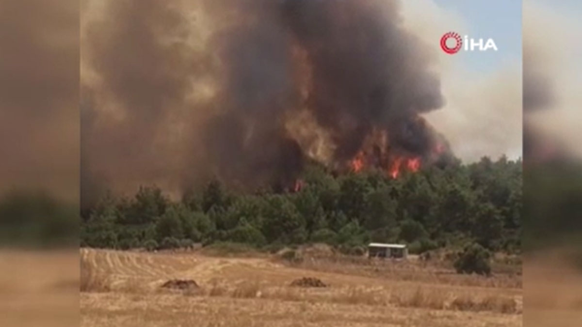İzmir Menderes'te orman yangını çıktı