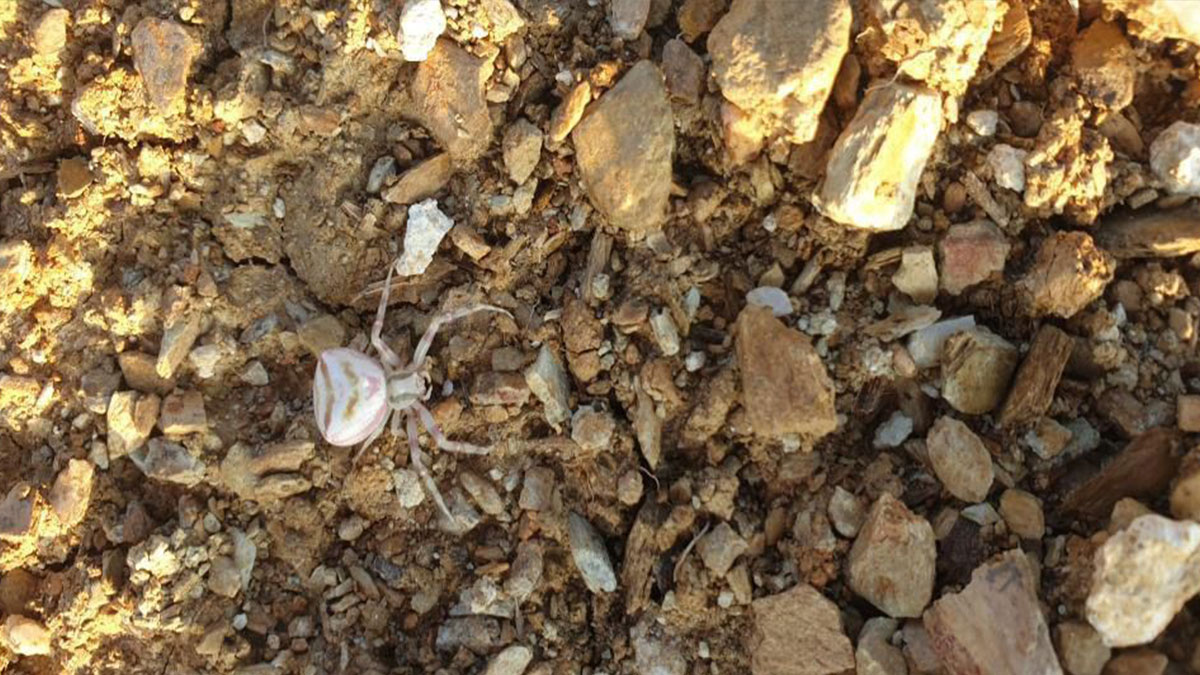 İnsan yüzüne benzeyen örümcek görüldü