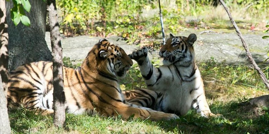 New York'ta hayvanat bahçesindeki kaplan Nadia'da koronavirüs çıktı