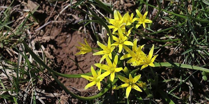 Bolu'daki yaylalarda 'renk cümbüşü' yaşanıyor