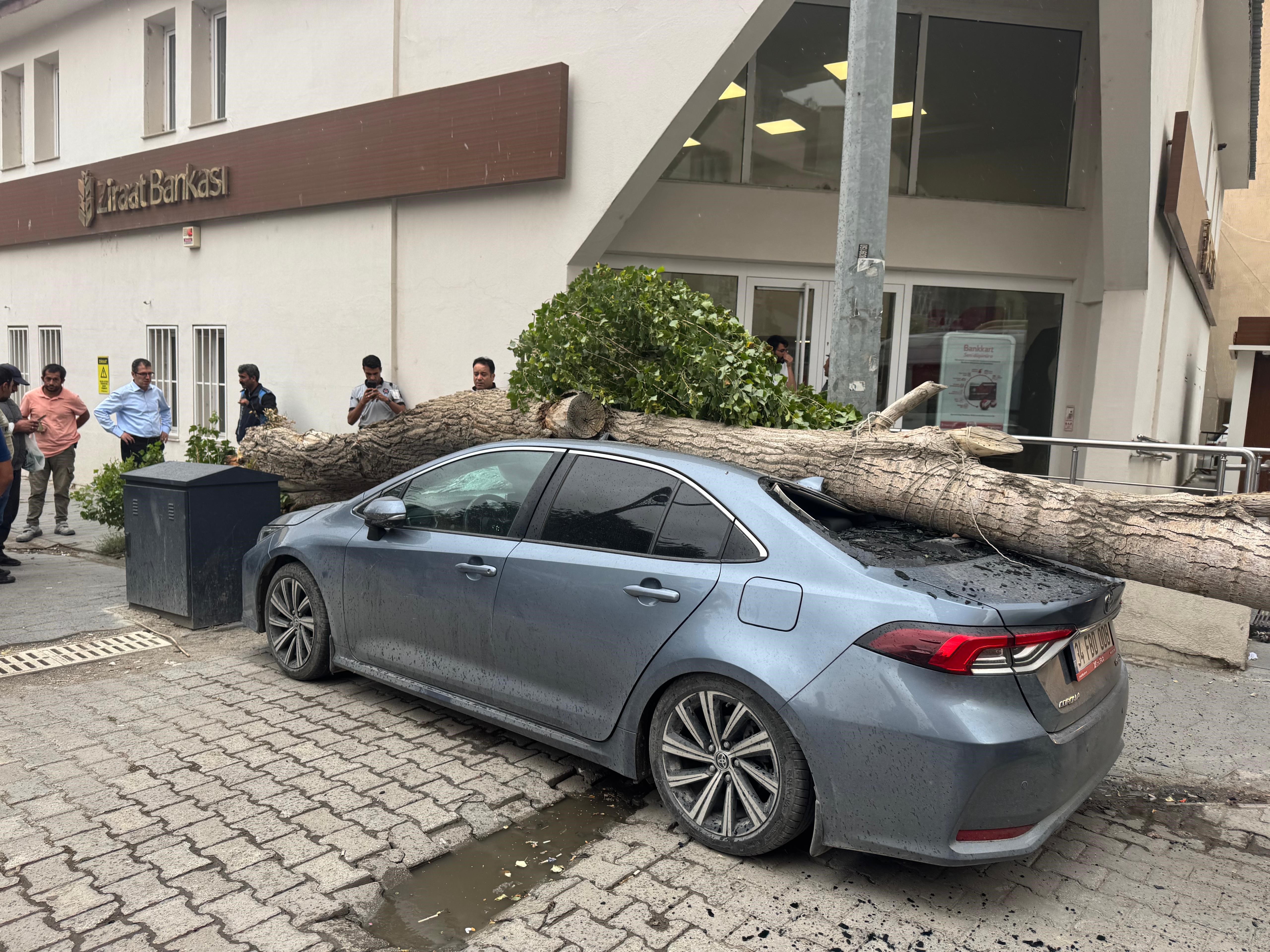 Araba park ederken dikkat! Park halindeki aracın üstüne ağaç düştü