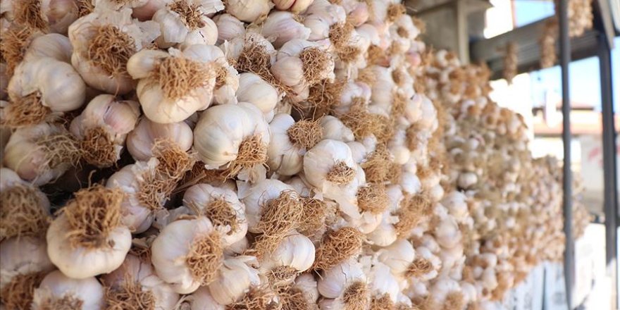 Taşköprü sarımsağının kilogram fiyatı 55 liraya ulaştı