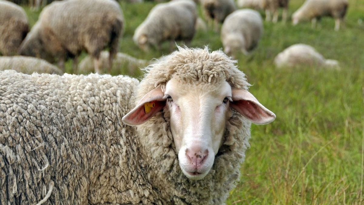 Koyunun karnına uyuşturucu sakladılar