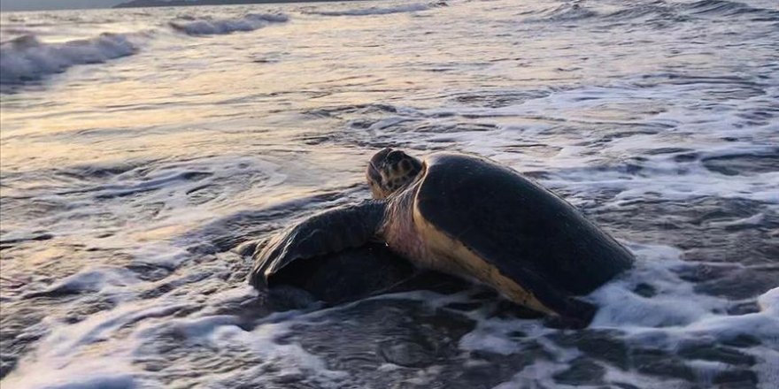 Caretta carettalar İztuzu Plajı'na gelmeye başladı