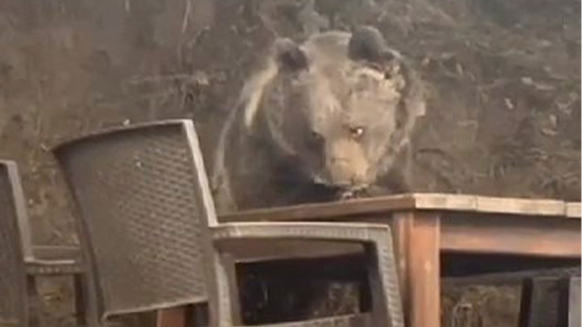 Ankara'da restorana giren ayı