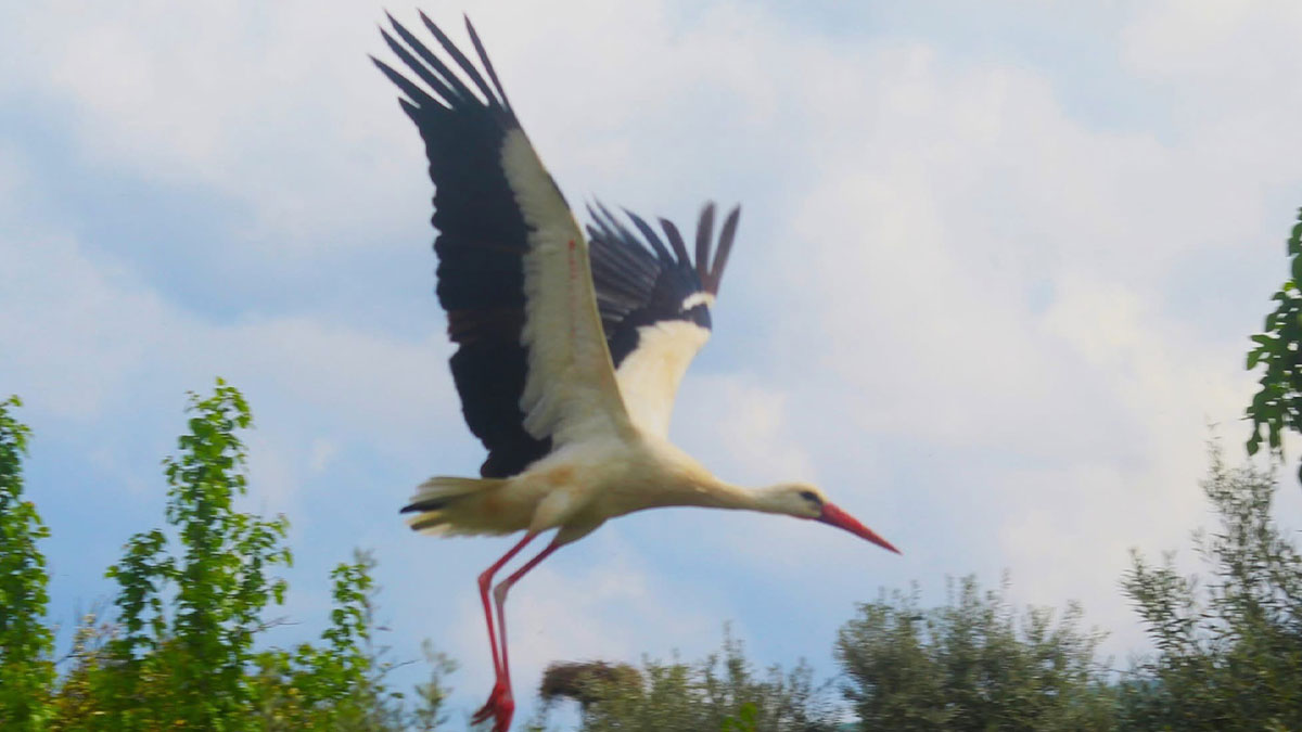 Aydın'da ilk defa Kuşadası'na geldiler
