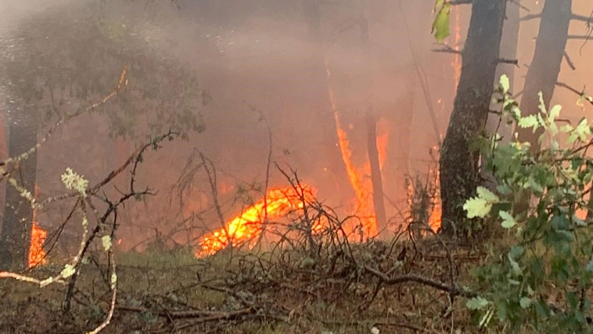 Karabük'te yangın ormana sıçradı
