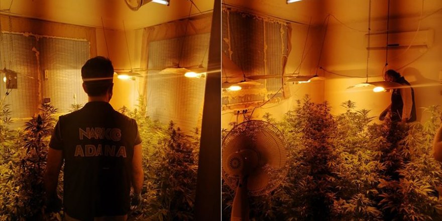 Evin odasında Hint keneviri yetiştirmiş