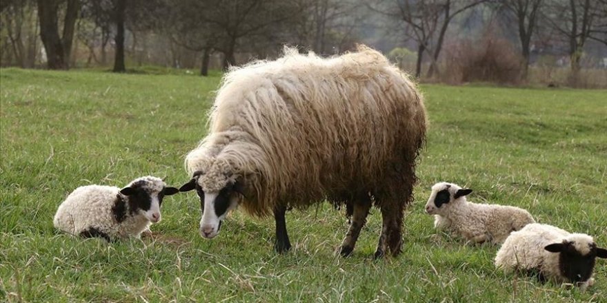 Küçükbaş üreticilerinden kesim uyarısı