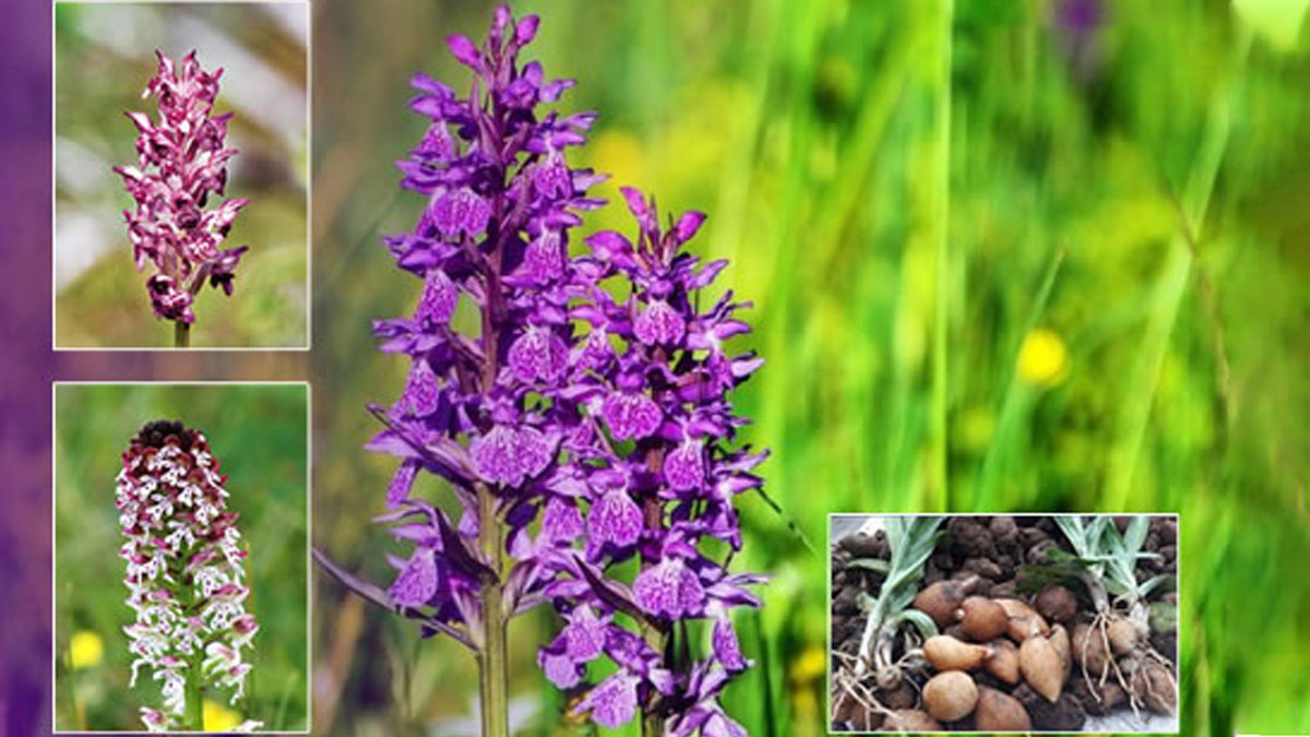 Bu bitkinin yanından geçerken dikkat edin! Cezası 557 bin lira