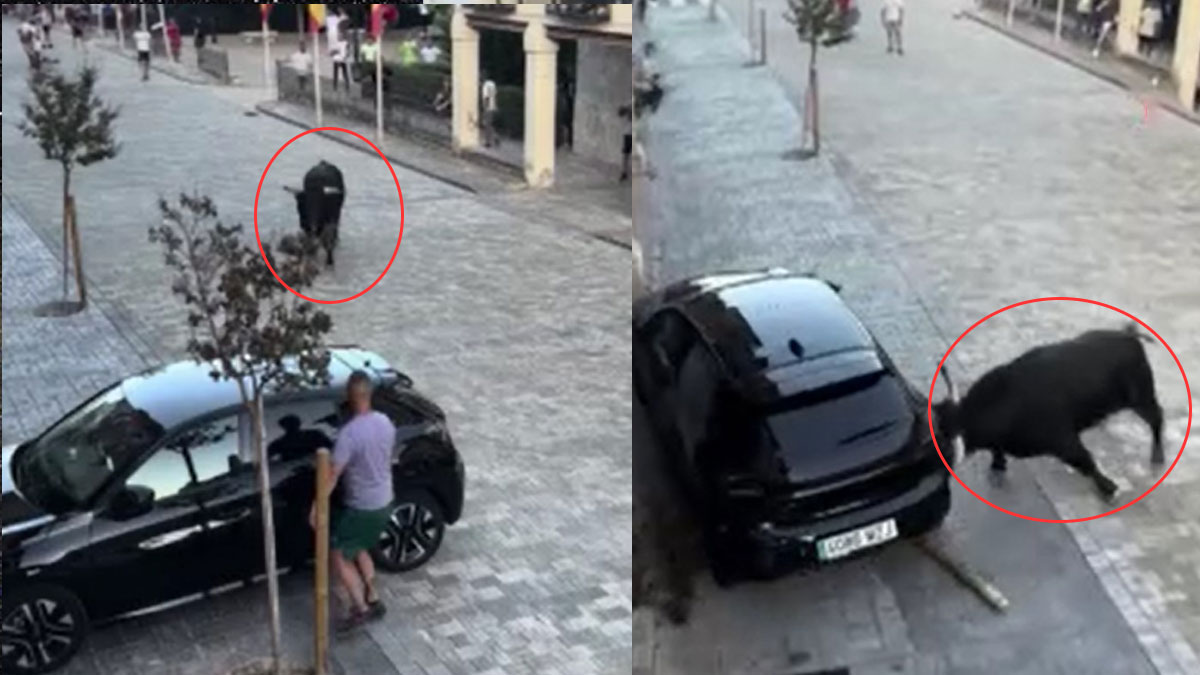 Kızgın boğa park halindeki aracı parçaladı!