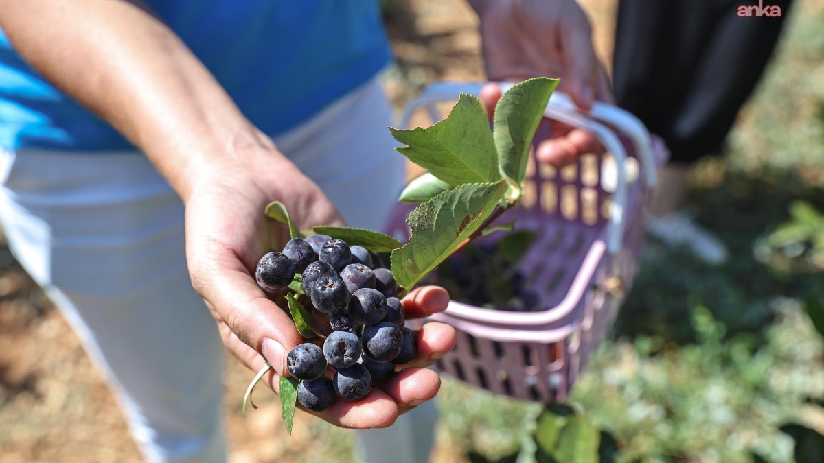 Antalya'nın hibeleri tarımsal üretimi canlandırdı