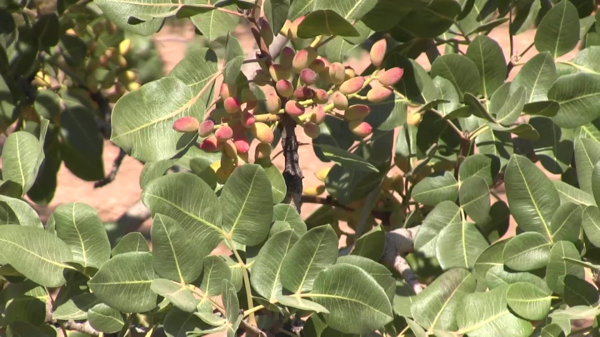 Şanlıurfa'da fıstık üretimi alarm veriyor