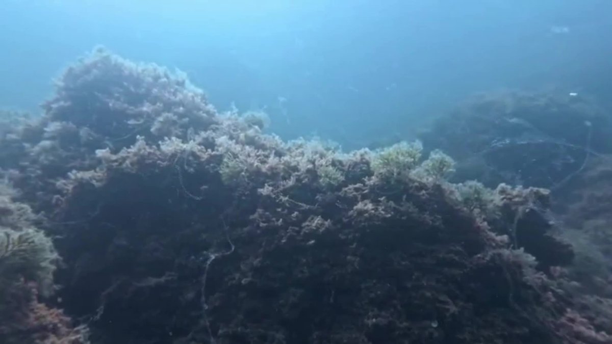 Marmara Denizi'ndeki müsilaj alarm veriyor: 4 hafta içinde yayılarak felakete dönüşebilir