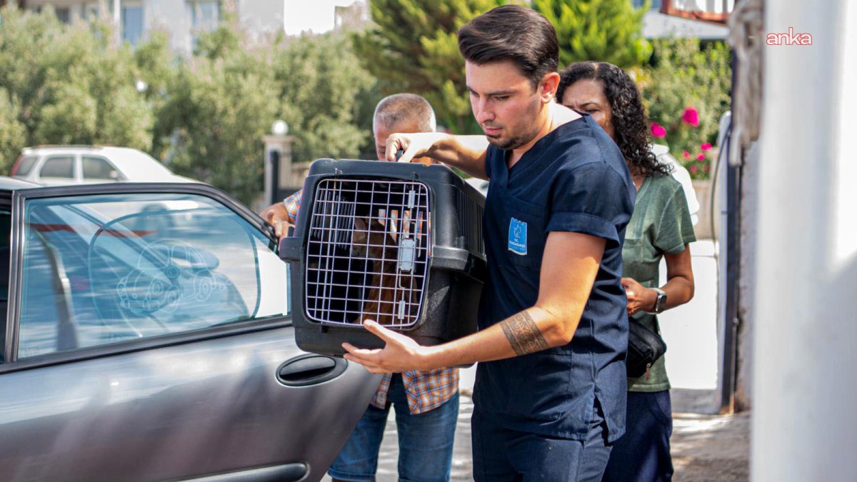 Kuşadası'nda Kedi Kısırlaştırma Merkezi'ne büyük ilgi