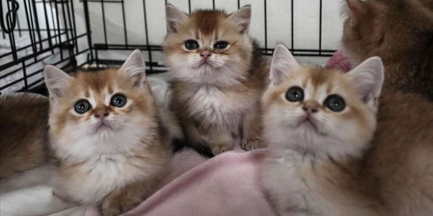 Evcil hayvan sahiplenme oranı düştü, terk etme eğilimi yükseldi