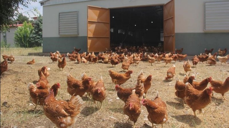Tavuk eti üretimi azaldı