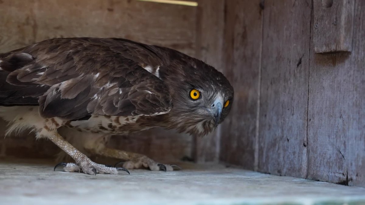 Yaralı yılan kartalı doğaya kavuştu