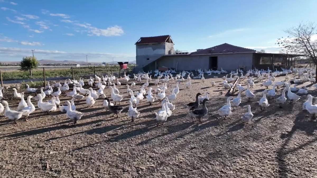 Yozgat'ta kaz yetiştiricileri zorlu günler yaşıyor