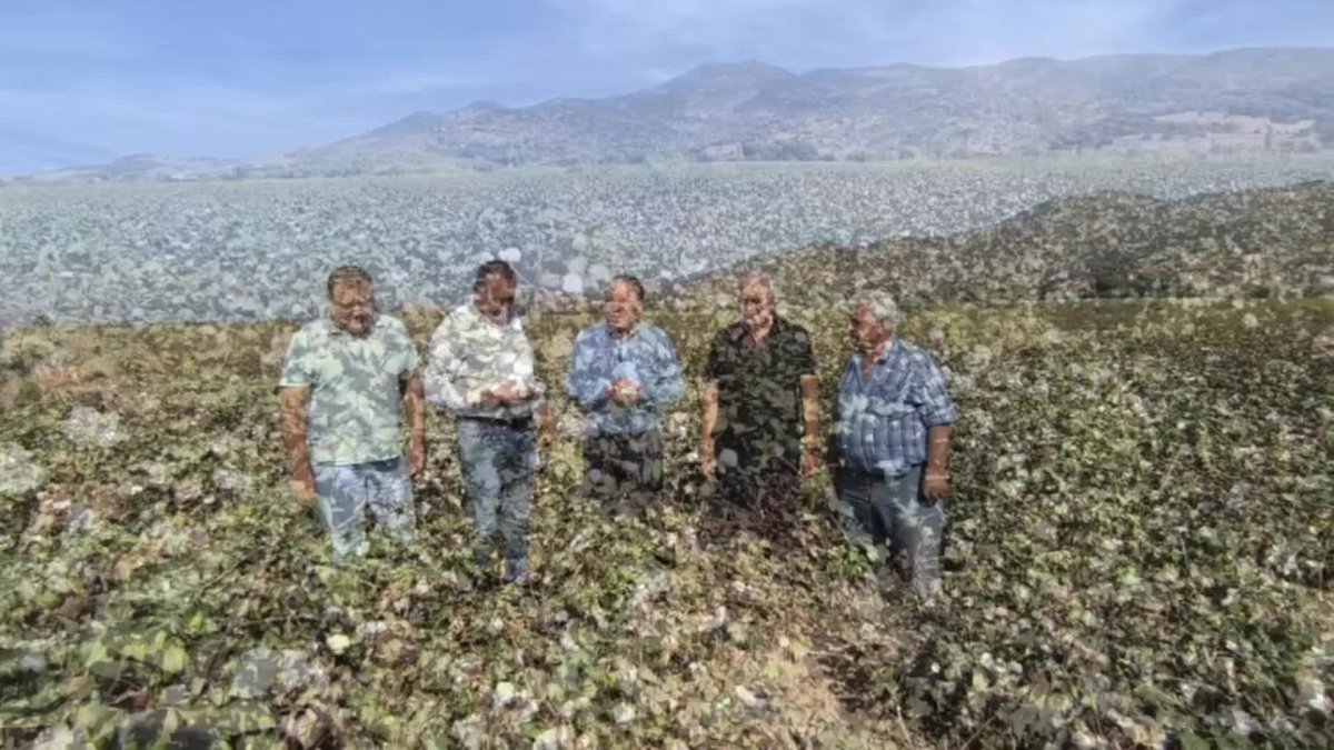CHP'li Karakoz: Çiftçimiz, dünyanın en kaliteli pamuğunu üretiyor ama destek yok