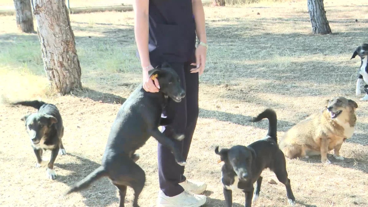 Antalya, sahipsiz hayvanlara umut olmaya devam ediyor