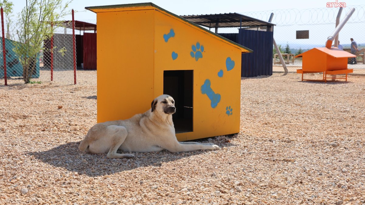 Eskişehir'den patili dostlar için anlam dolu çağrı