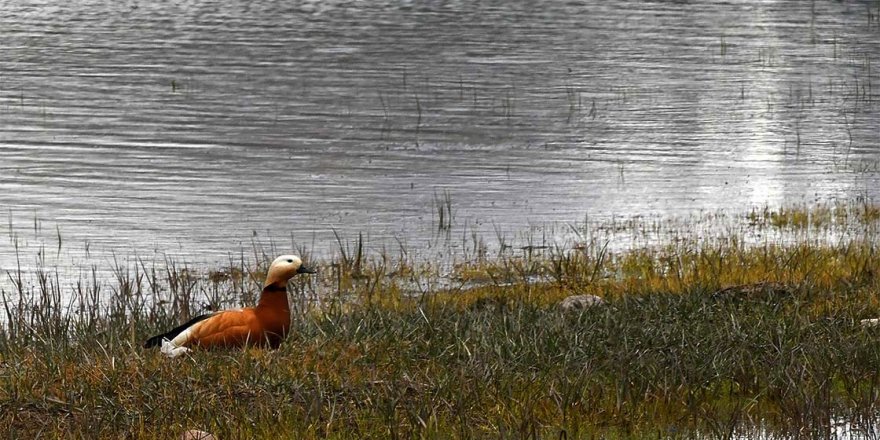 'Saklı cennet' Asboğa Gölü göçmen kuşlarla şenlendi