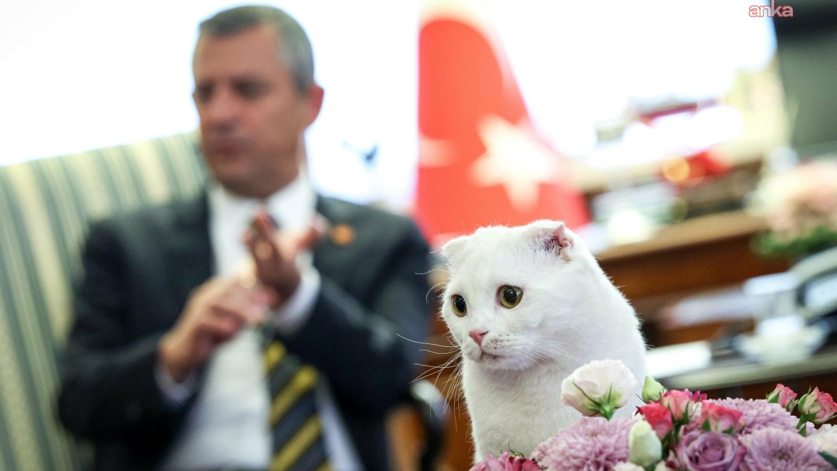 Dünya Hayvanları Koruma Günü'nde merhamet vurgusu