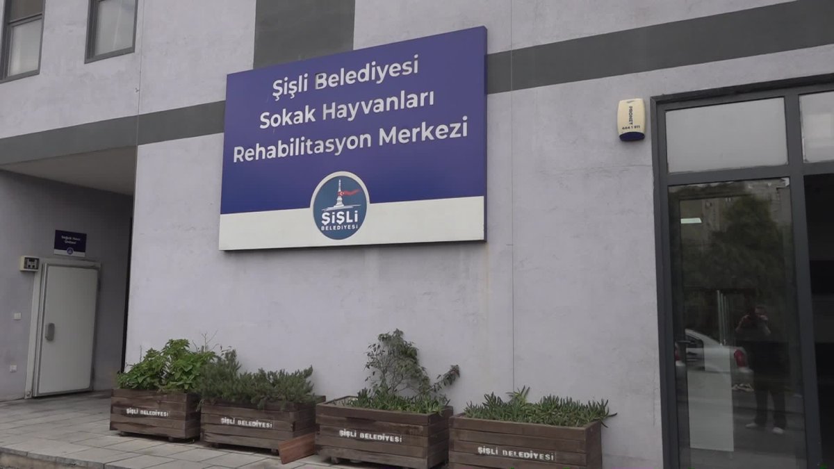Şişli Belediyesi, sokak hayvanlarına sahip çıkıyor