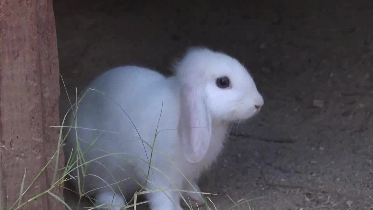 Hayvanları Koruma Günü'nde miniklere özel kutlama