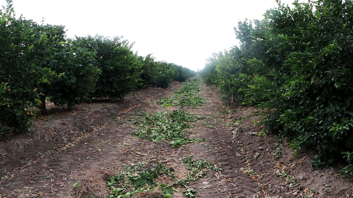Narenciye bahçelerinde yaz hasarı!