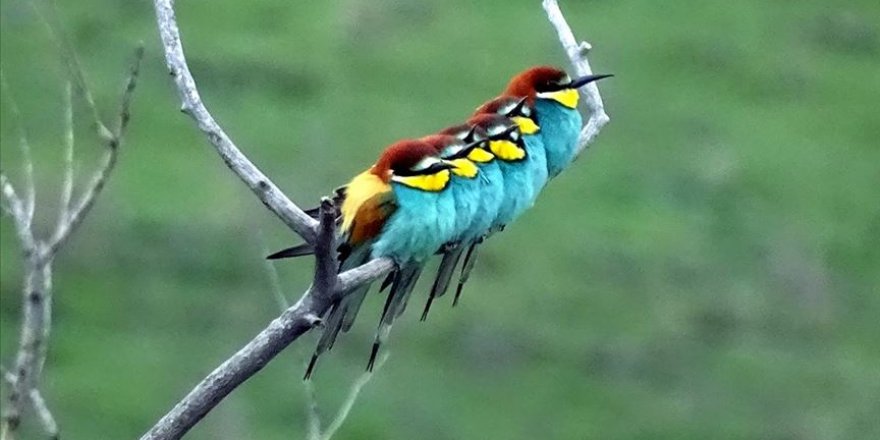 Kars'ta canlanan doğa kuşlarla şenlendi