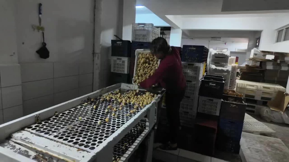 Aydın'da incir sektörü alarm veriyor