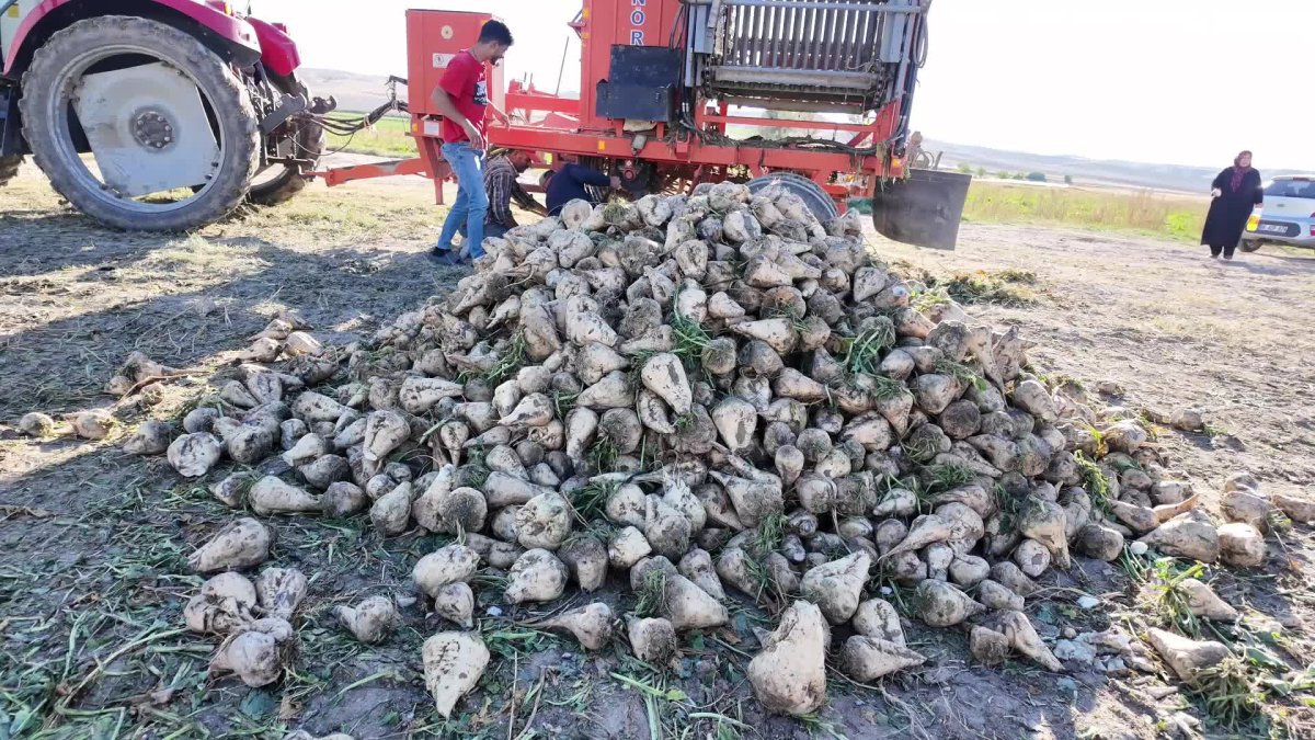 Yozgat'ta kuraklık şeker pancarı üreticisini zor durumda bıraktı