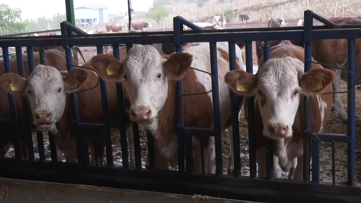 Süt üretiminde Avrupa'yla yarıştıran teknoloji