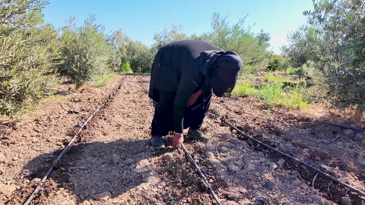 Mersin'den üreticilere 10 bin enginar desteği