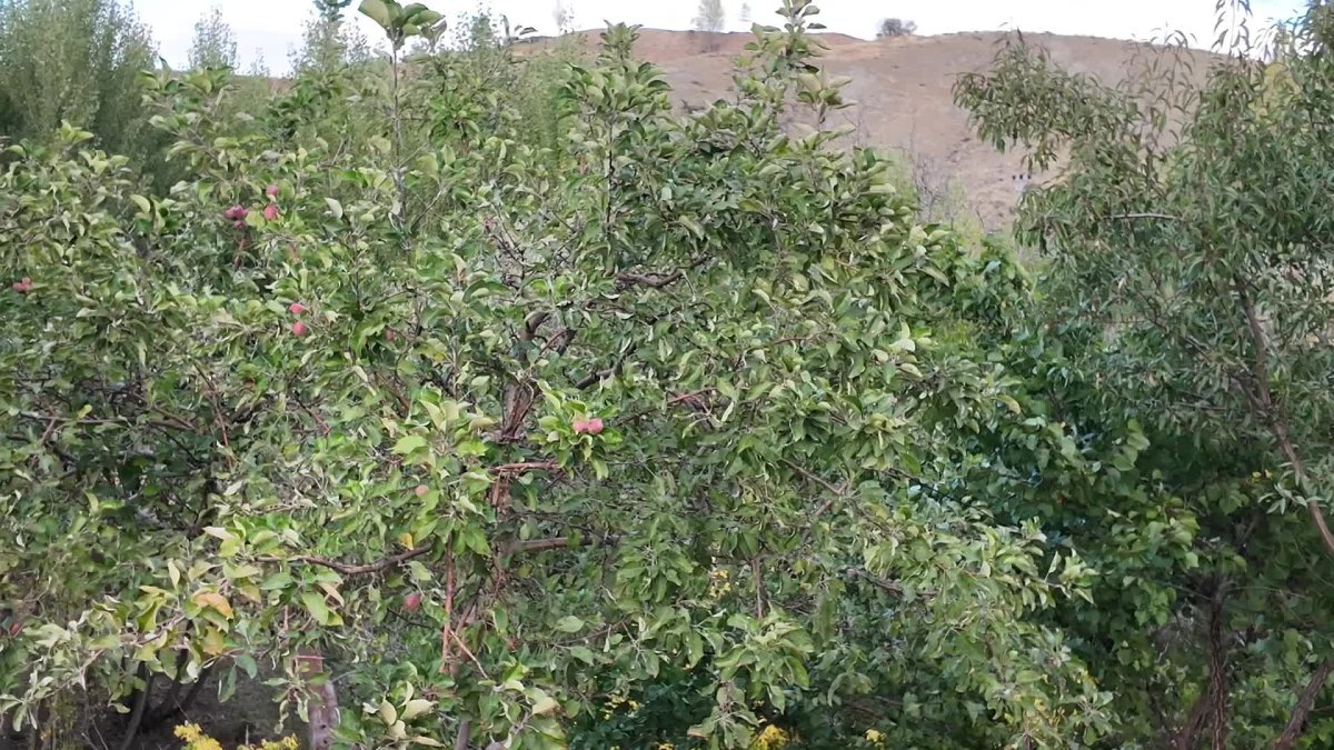 Yozgat'ta ağaçlardan beklenmedik meyve sürprizi