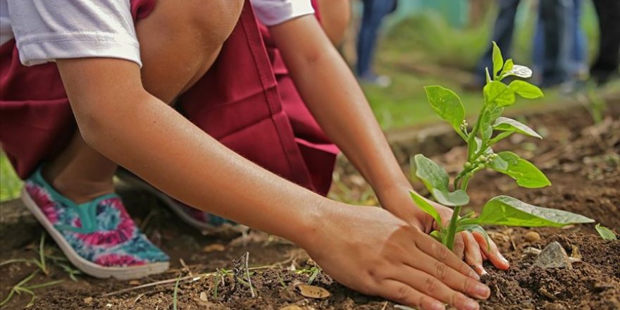 AB, 3 milyar fidan dikmeye hazırlanıyor
