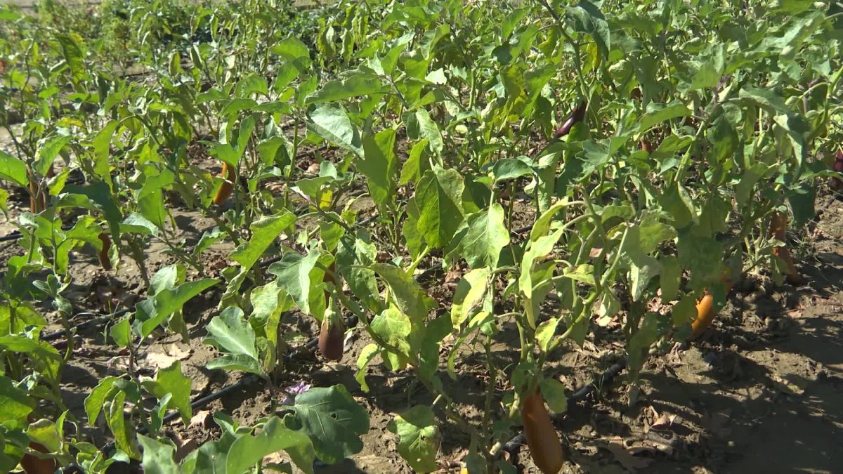 Toprak analizi ile çiftçilerin kazancı ve doğanın korunması sağlanıyor