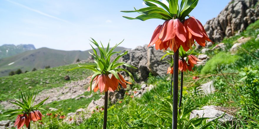Mercan Dağları'nda açan ters laleler görsel şölen sunuyor