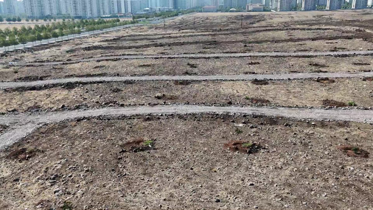 Diyarbakır'da yeşil alan katliamı: 120 ağaç kesildi