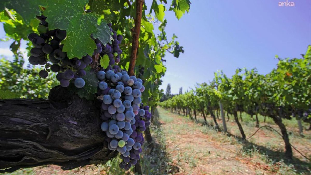 İzmir, bağcılık mirasını korumak için önemli adım attı