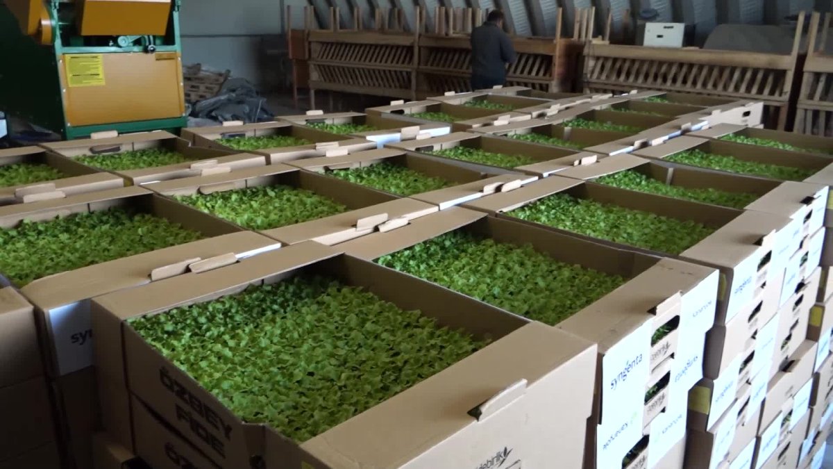 Kadın çiftçilere marul fidesi ve sıvı gübre desteği