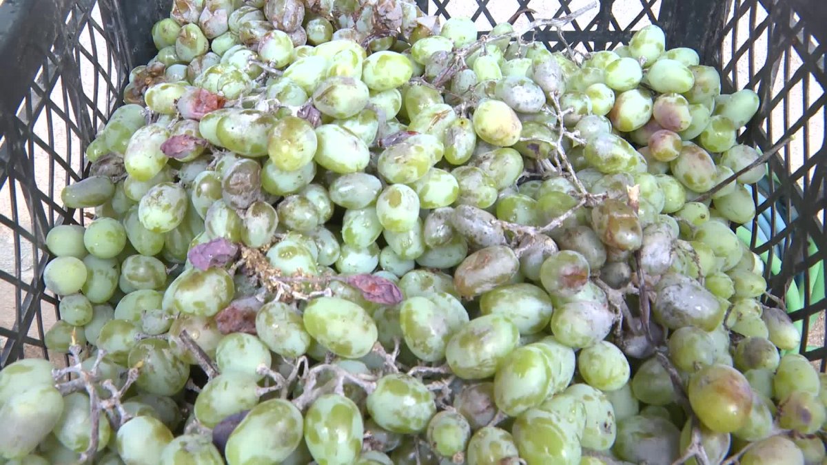 Antalya'dan üreticilere büyük destek: Ekipman hibe ediliyor