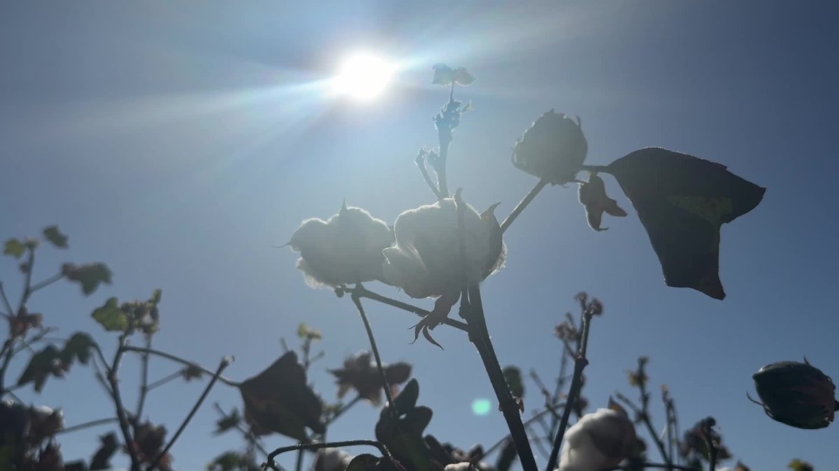 Diyarbakır'da pamuk üreticileri zor günler yaşıyor: 'Sektör bitiyor'