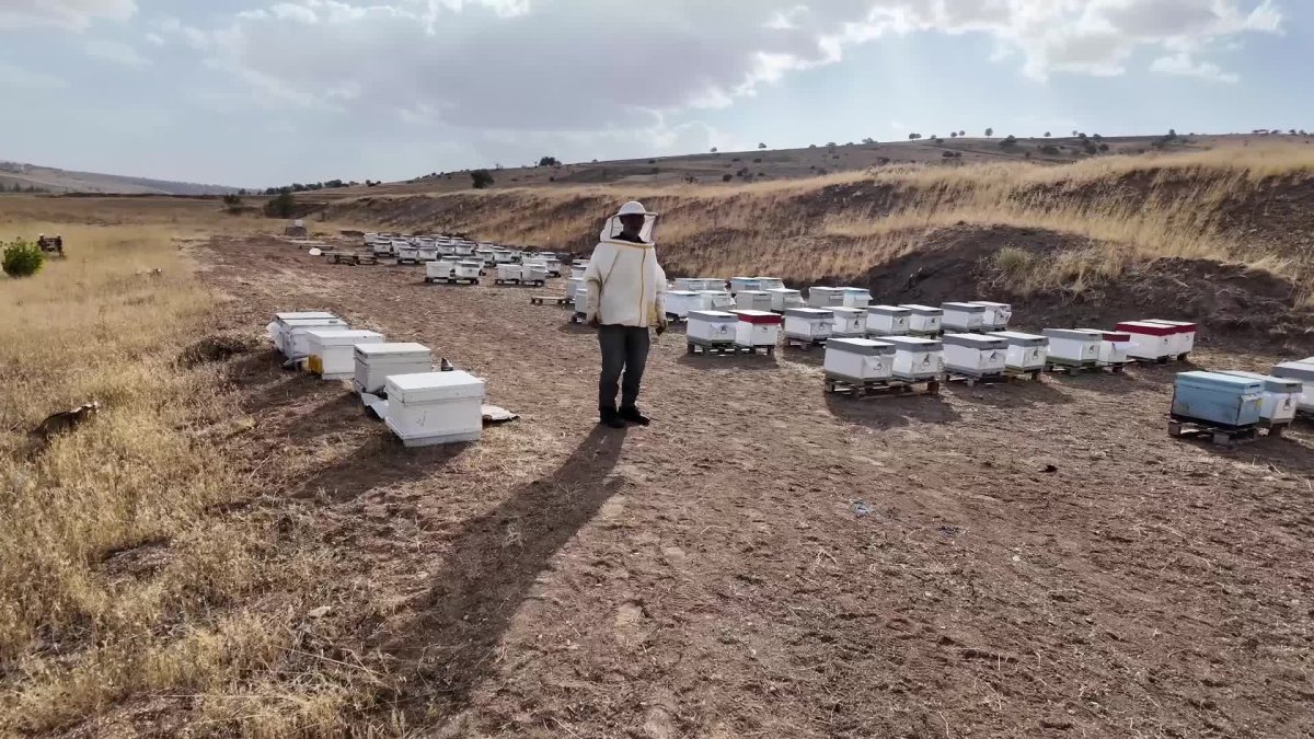 Yozgat’ta arıcılık sezonu açıldı: Çayıralan, üreticisini sevindirdi